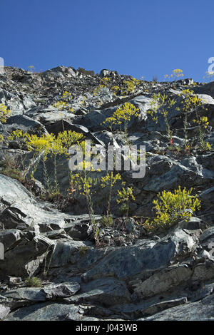 Woad Isatis tinctoria growing on rocky roadside bank Corsica France Stock Photo