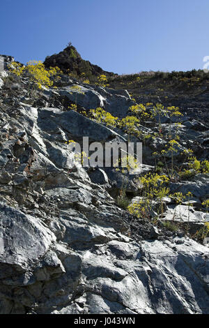Woad Isatis tinctoria growing on rocky roadside bank Corsica France Stock Photo
