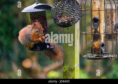 A cheeky Red Squirrel (Sciurus vulgaris) feeding on a peanut by a squirrel-proof seed feeder hanging from a bird table in a domestic garden. Wales UK Stock Photo
