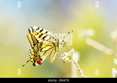 Colorful  butterfly sitting on  flower Stock Photo