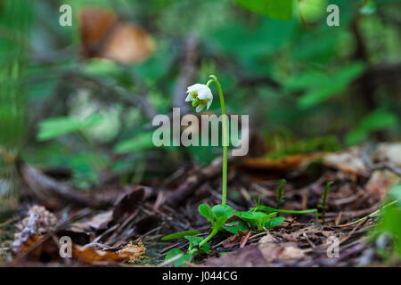 One-flowered wintergreen Moneses uniflora in woodland Vercors Regional Natural Park France Stock Photo