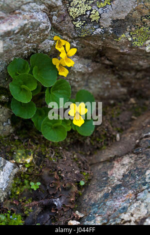 Yellow wood violet Viola biflora growing in rock crevice Cirque de Troumouse Hautes Pyrenees Pyrenees National Park France Stock Photo