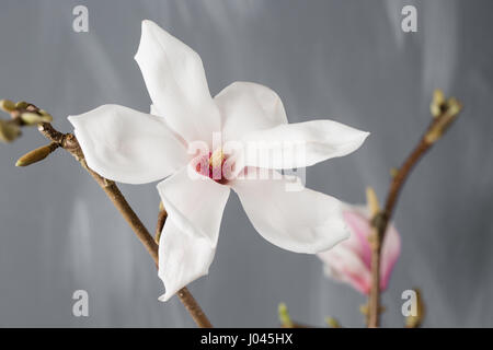 flowers magnolia in glass vase. Magnolia stellata . Still life. Stock Photo