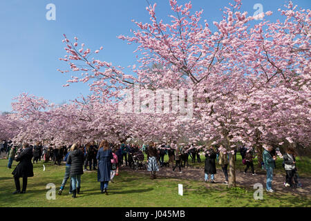 The Cherry Blossom Avenue at Bispebjerg Cemetery, Copenhagen, Denmark,  has seen  a visitor boom and has become extremely popular in recent years. Stock Photo