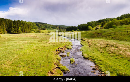 The River North Tyne surrounded by forest plantations near Kielder and the Scottish Border high in the Cheviot Hills of Northumberland. Stock Photo