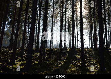 Sunlight shining through Fernworthy Forest in Dartmoor, Devon Stock Photo