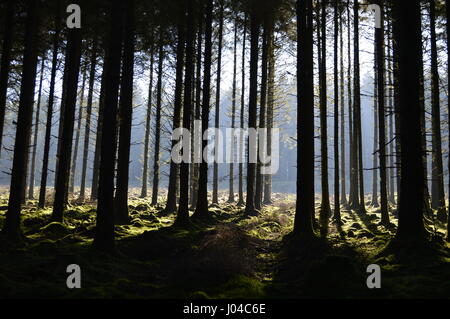 Sunlight shining through Fernworthy Forest in Dartmoor, Devon Stock Photo