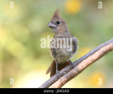 Immature Northern or Red Cardinal (Cardinalis cardinalis) youngster Stock Photo