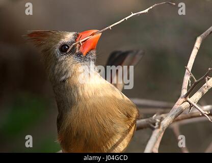 Female Northern or Red Cardinal (Cardinalis cardinalis) collecting nesting material to build a nest in spring. Stock Photo