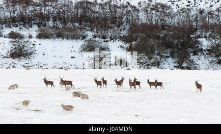 Sheep and deer graze in a farm field thick with winter snow in Strath of Kildonan valley at Helmsdale in Sutherland in the far Highlans of Scotland. Stock Photo
