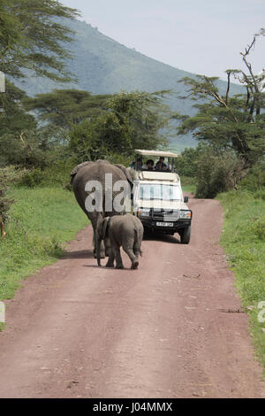 Ngorongoro Conservation Area, Tanzania - March 9, 2017 :  Safari vehicle encounter with adult elephant and calf in Ngorongoro Crater, Tanzania, Africa