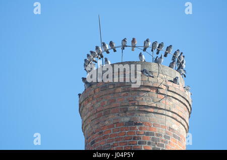 Grey Pigeons Sitting on Industrial Chimney Top on a Sunny Day Stock Photo