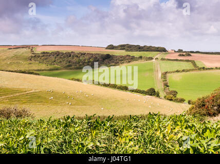 Fields of sheep form part of a pastural patchwork on the rolling landscape of the Purbeck Hills, on the Lulworth Estate in Dorset. Stock Photo