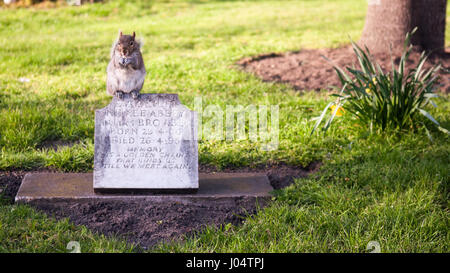 London, England - April 11, 2010:  A grey squirrel eating while perched on a small grave stone in St Paul's churchyard, Deptford. Stock Photo