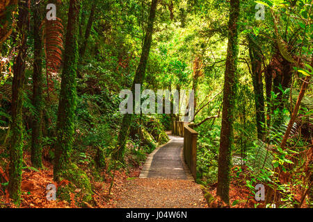 Pathway through New Zealand native bush, Mangapohue Natural Bridge, Waitomo District, Waikato, New Zealand. Stock Photo