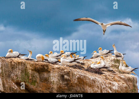 Black Reef Gannet Colony, Cape Kidnappers, Hawkes Bay, New Zealand. Stock Photo