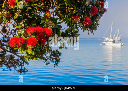 Known as the New Zealand Christmas Tree because it usually flowers at Christmas, Pohutukawa at Russell, Bay of Islands, New Zealand. Stock Photo