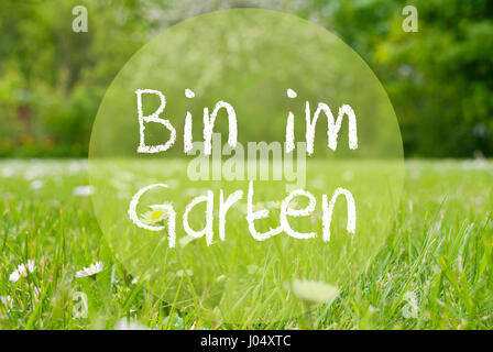 German Text Bin Im Garten Means I Am In The Garden. Spring Or Summer Gras Meadow With Daisy Flowers. Blurry Trees As Background. Stock Photo