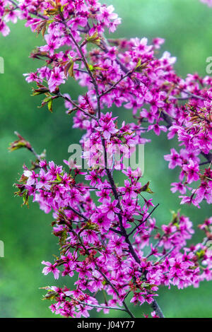 Flowering Cherry tree Prunus serrulata "Collingwood Ingram" Stock Photo