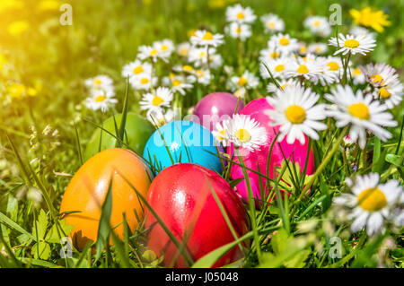 Beautiful view of colorful Easter eggs lying in the grass between daisies and dandelions in the sunshine Stock Photo