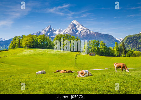 Idyllic summer landscape in the Alps with cows grazing on fresh green mountain pastures and snow capped mountain tops in the background in springtime Stock Photo