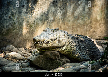 big green crocodile with a closed mouth and large teeth on the rocks Stock Photo