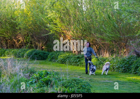 Henlow Bridge Lakes, Bedfordshire, UK. 10th Apr, 2017. A bright, dry, sunny Monday morning after the exeptionally hot weekend with a temperature of 13c promises a cooler week. A dog walker strains against her two companions as they exercise around the lakeside footpath. Stock Photo