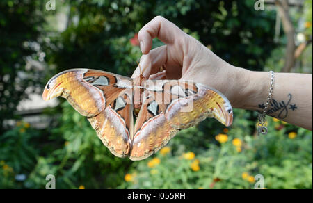 Stuttgart, Germany. 3rd Apr, 2017. A large Attacus atlas moth is set free after its arrival at the butterfly house of the Wilhelma in Stuttgart, Germany, 3 April 2017. Around 250 butterflies were moved from Augsburg to the Wilhelma in Stuttgart. Photo: Franziska Kraufmann/dpa/Alamy Live News Stock Photo