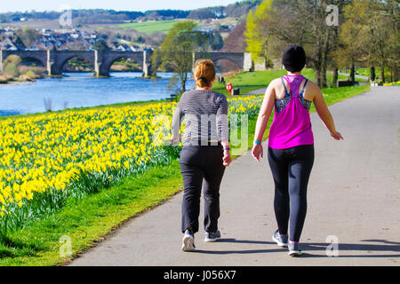 Aberdeen, Scotland, UK. 10th April, 2017. UK Weather.  Cold sunny day on Riverside walk as locals take exercise along the banks of the River Dee. Aberdeen City Council has overseen the creation of the 0.7 miles stretch of the daffodil lined cycling-walking route along the north bank of the River Dee, between the King George VI Bridge and the Bridge of Dee,  Credit; MediaWorldImages/AlamyLiveNews Stock Photo