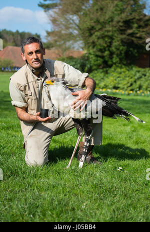 Keeper German Alonso presents a leg prothesis for the bird of prey ...