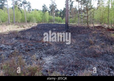 Ascot, UK. 10th Apr, 2017. The site of a heathland fire at Englemere Pond. 30 firefighters brought the fire under control in 2 hours. Credit: Andrew Spiers/Alamy Live News Stock Photo