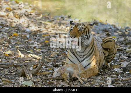 Close up of a wild Bengal tiger, eating a dead Spotted or Axis deer calf in Ranthambhore tiger reserve, India Stock Photo