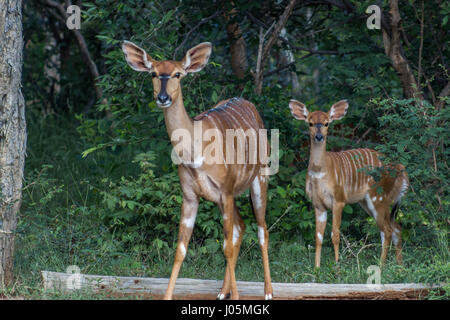 Nyala (Tragelaphus angasii) female and her young standing in the green woodlands at Marakele national park Stock Photo