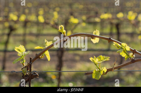 Vineyard in Springtime: Leaves on curved tree branch in countryside,The Guyot method of vine training, South Tyrol, Italy Stock Photo