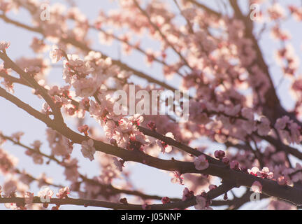 Spring flowering of fruit trees Peach branch with pink flowers. Stock Photo