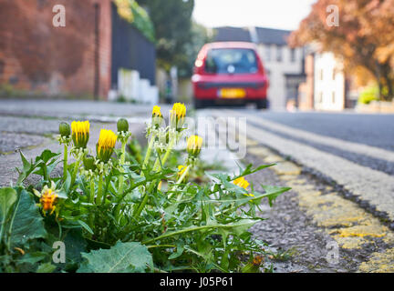Dandelion weeds growing in the road in an urban street Stock Photo