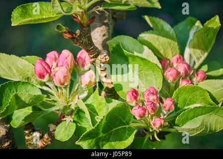 Close up of an apple tree sprig in bud Stock Photo