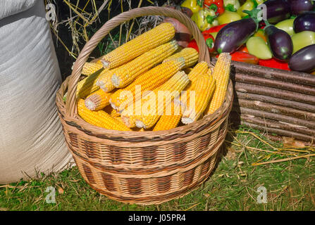 Corn in a basket for sale at the fair. Standing next to a sack of grain and lay the eggplant and pepper. Stock Photo