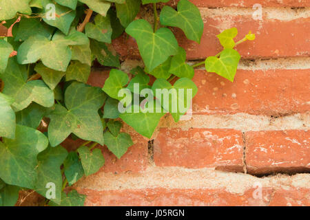 Closeup of climbing ivy leaves on an old red bricks wall Stock Photo