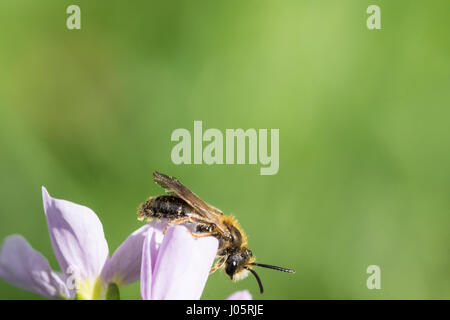 Close up of a honey bee (Apis mellifera) sitting on a flower with much space as background for text. Stock Photo