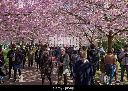 The Cherry Blossom Avenue at Bispebjerg Cemetery, Copenhagen, Denmark,  has seen  a visitor boom and has become extremely popular in recent years. Stock Photo