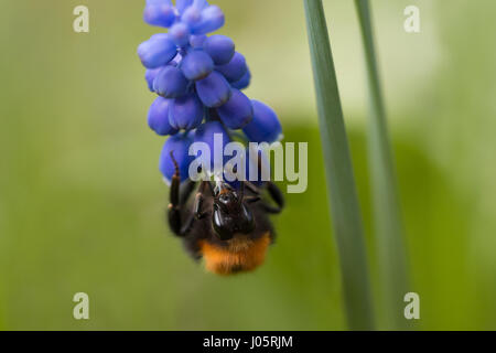 Frontal close up of a bumble bee (Genus Bombus) hanging upside down on a muscari flower (Muscari neglectum) Stock Photo