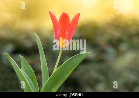 Close up on a single red tulip with blurred sunny background. Stock Photo