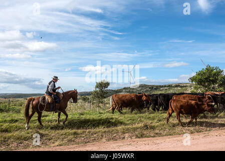 Aigua, Uruguay: Marth 31, 2017 - Gaucho herding cows near windmills on the Cerro Catedral in the Maldonado Department Stock Photo