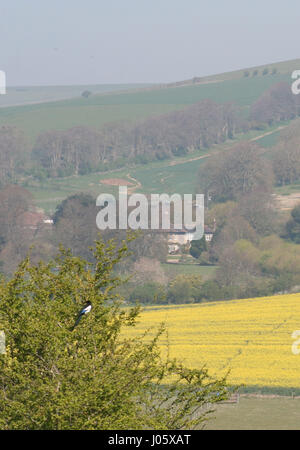 Longfurlong Stock Photo