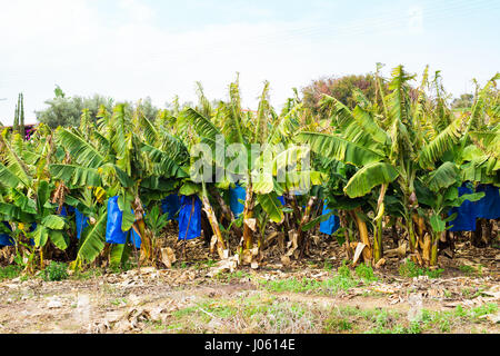 banana plantations covered with mesh. Stock Photo