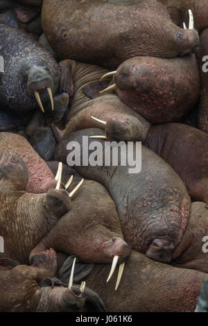 CHUKOTKA, RUSSIA: AMUSING pictures and video footage have revealed a large herd of lazy walruses piled on top of each other taking a well-earned rest on the shore before setting off to swim again.  In the hilarious footage, one 2,200-pound restless walrus decides that the herd is too close for comfort and stabs his friend using his sharp tusks, resulting in the rest of the group raising from their slumber to see what is going on. The pictures show how one walrus managed to escape the drama for some peace and quiet as it is pictured flat out on its back with a fin resting across its stomach. Th Stock Photo