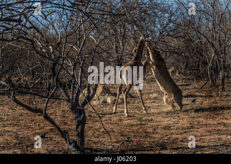 BALULE GAME RESERVE, HOEDSPRUIT, SOUTH AFRICA: INCREDIBLE action shots have revealed the desperate two-hour struggle of a giraffe calf as it tried to escape a group of hungry young lionesses learning how to hunt. The spectacular series of pictures show the moment the lions clocked eyes on their next meal as the baby strolled through the South African wilderness with its mother before making a last bid attempt for freedom as a 286-pound lion closed in. The images capture the giraffe as it runs behind its mum, resorting to its natural self-defence instinct to kick the predator in the face. Other Stock Photo