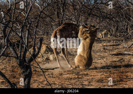 BALULE GAME RESERVE, HOEDSPRUIT, SOUTH AFRICA: INCREDIBLE action shots have revealed the desperate two-hour struggle of a giraffe calf as it tried to escape a group of hungry young lionesses learning how to hunt. The spectacular series of pictures show the moment the lions clocked eyes on their next meal as the baby strolled through the South African wilderness with its mother before making a last bid attempt for freedom as a 286-pound lion closed in. The images capture the giraffe as it runs behind its mum, resorting to its natural self-defence instinct to kick the predator in the face. Other Stock Photo