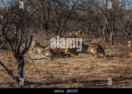 BALULE GAME RESERVE, HOEDSPRUIT, SOUTH AFRICA: INCREDIBLE action shots have revealed the desperate two-hour struggle of a giraffe calf as it tried to escape a group of hungry young lionesses learning how to hunt. The spectacular series of pictures show the moment the lions clocked eyes on their next meal as the baby strolled through the South African wilderness with its mother before making a last bid attempt for freedom as a 286-pound lion closed in. The images capture the giraffe as it runs behind its mum, resorting to its natural self-defence instinct to kick the predator in the face. Other Stock Photo